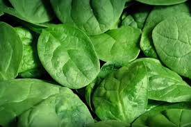Espinaca