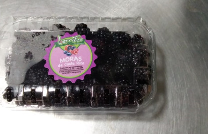 Mora Brazo Negra (Concha)